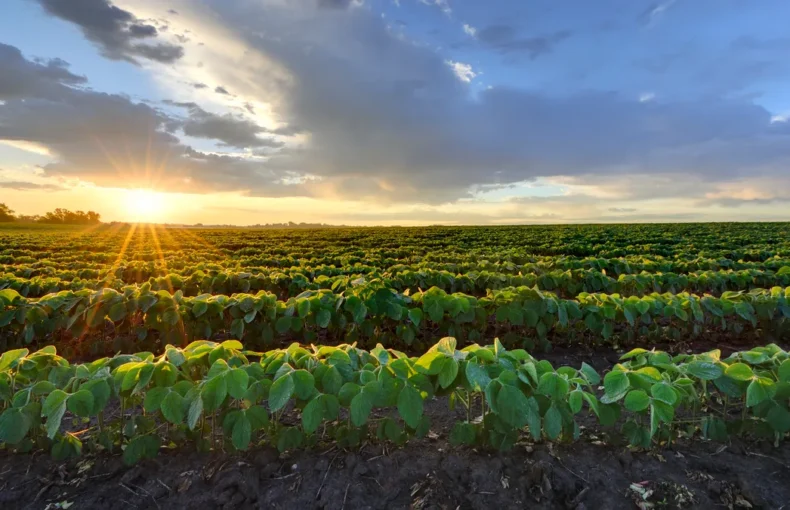 China's soybean purchases
