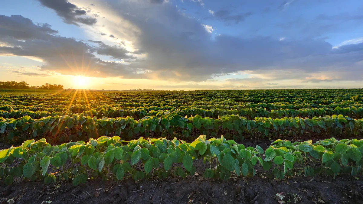China's soybean purchases