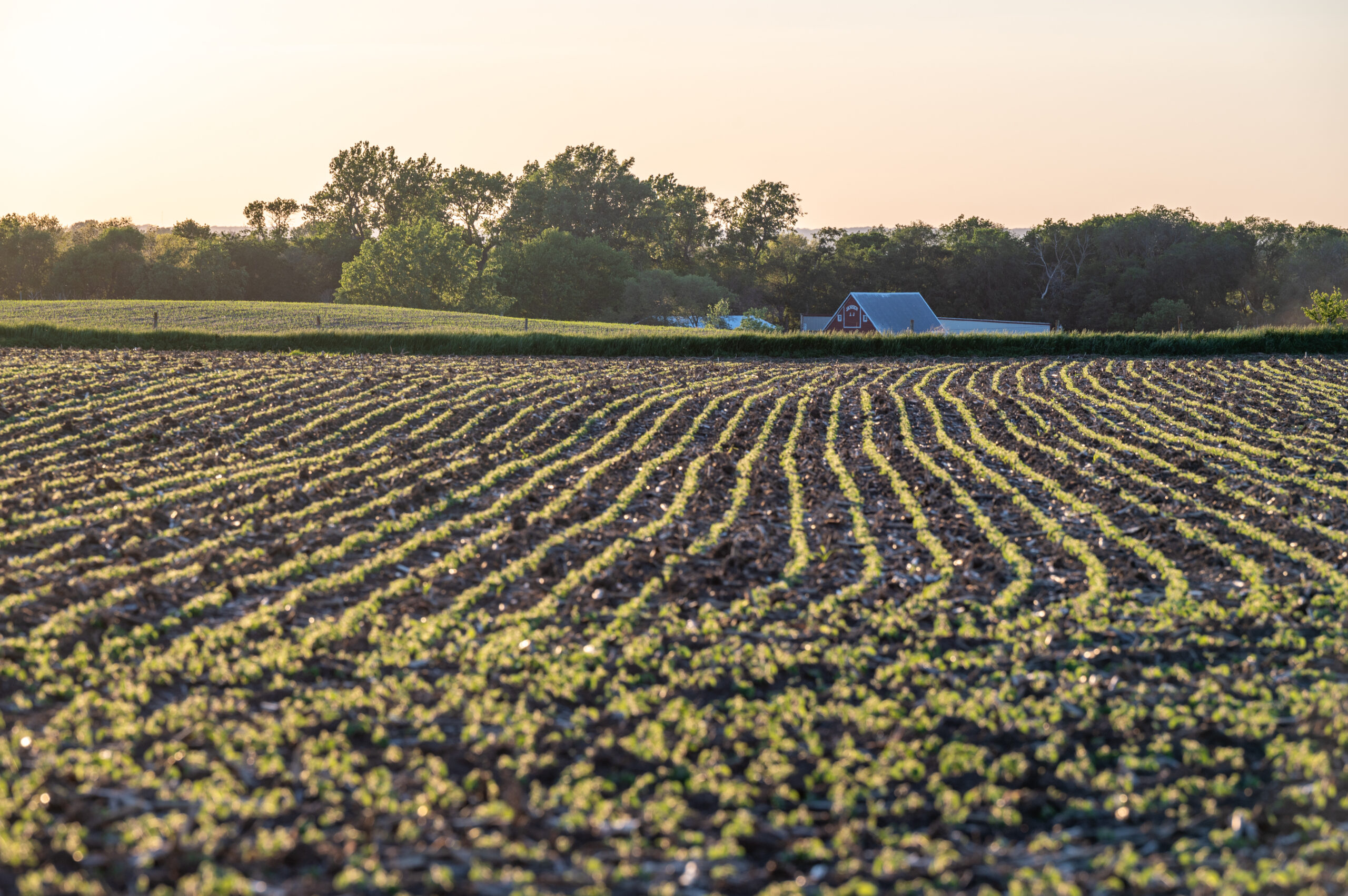 soybean farmer relief