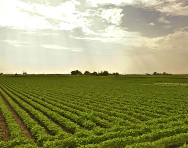 shutdown delaying U.S. agriculture