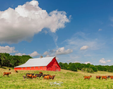 USDA beef industry plan