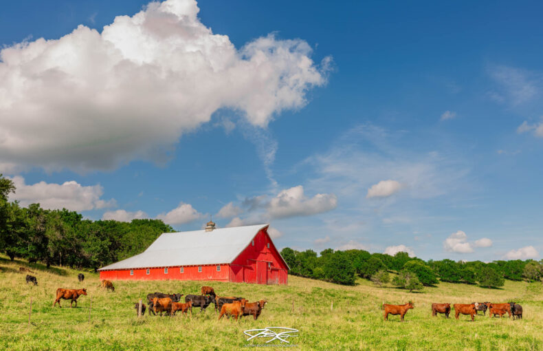USDA beef industry plan