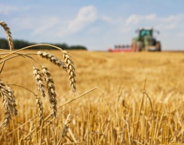 U.S. winter wheat yield