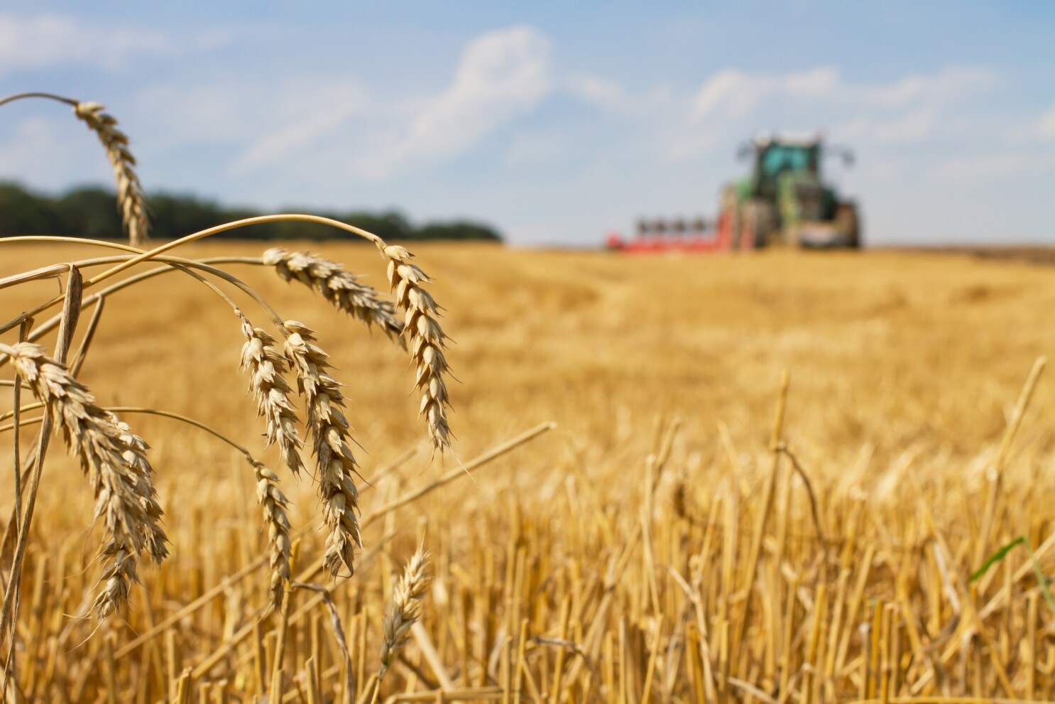 U.S. winter wheat yield