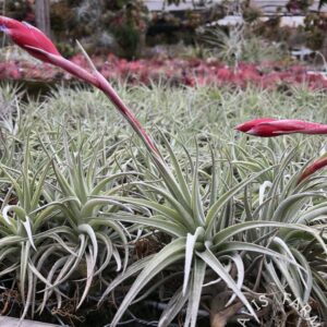 Tillandsia leonamiana
