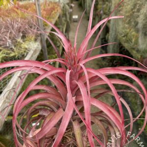 Tillandsia Love Knot red form (capitata red x streptophylla)