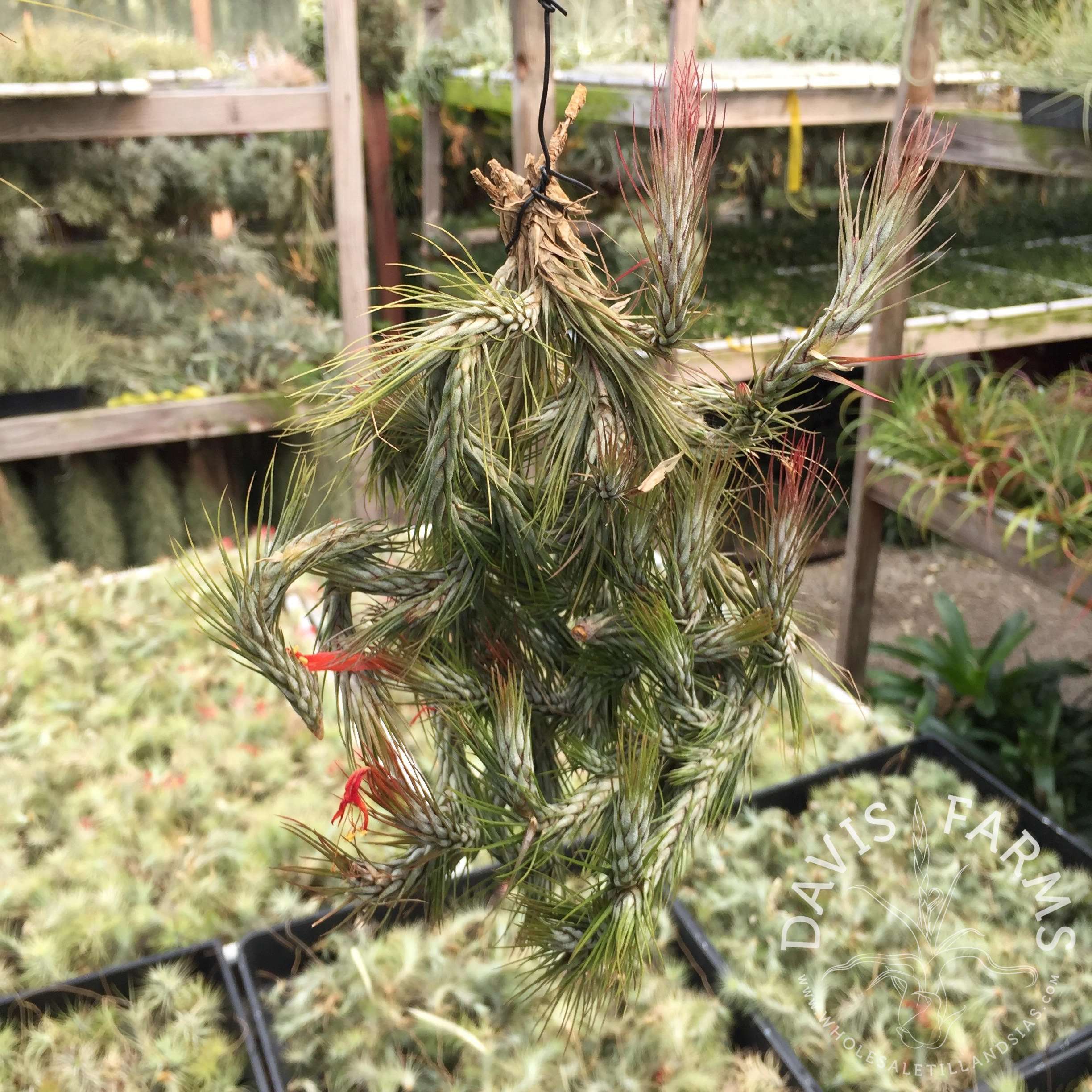 Tillandsia funckiana type 2