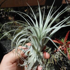 Tillandsia gardneri