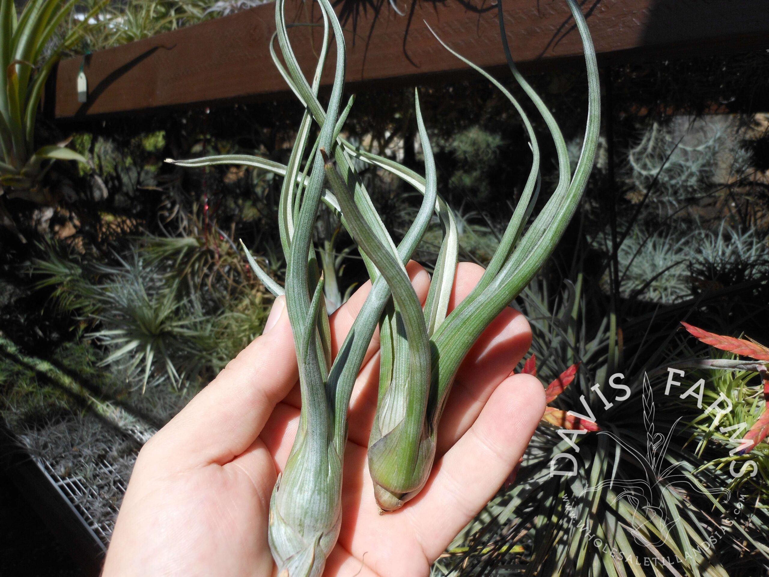 Tillandsia pseudobaileyi
