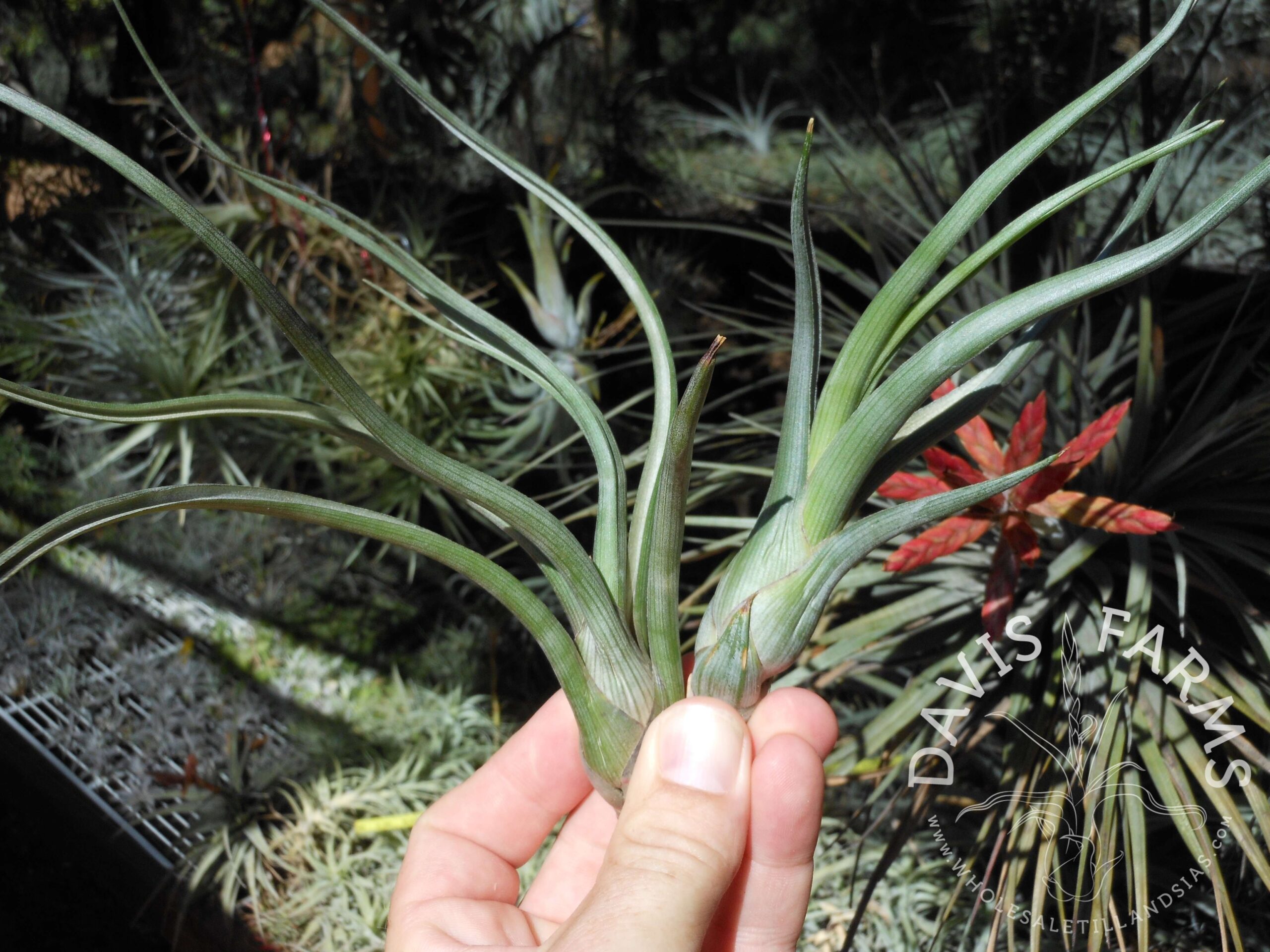 Tillandsia pseudobaileyi