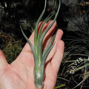Tillandsia pseudobaileyi