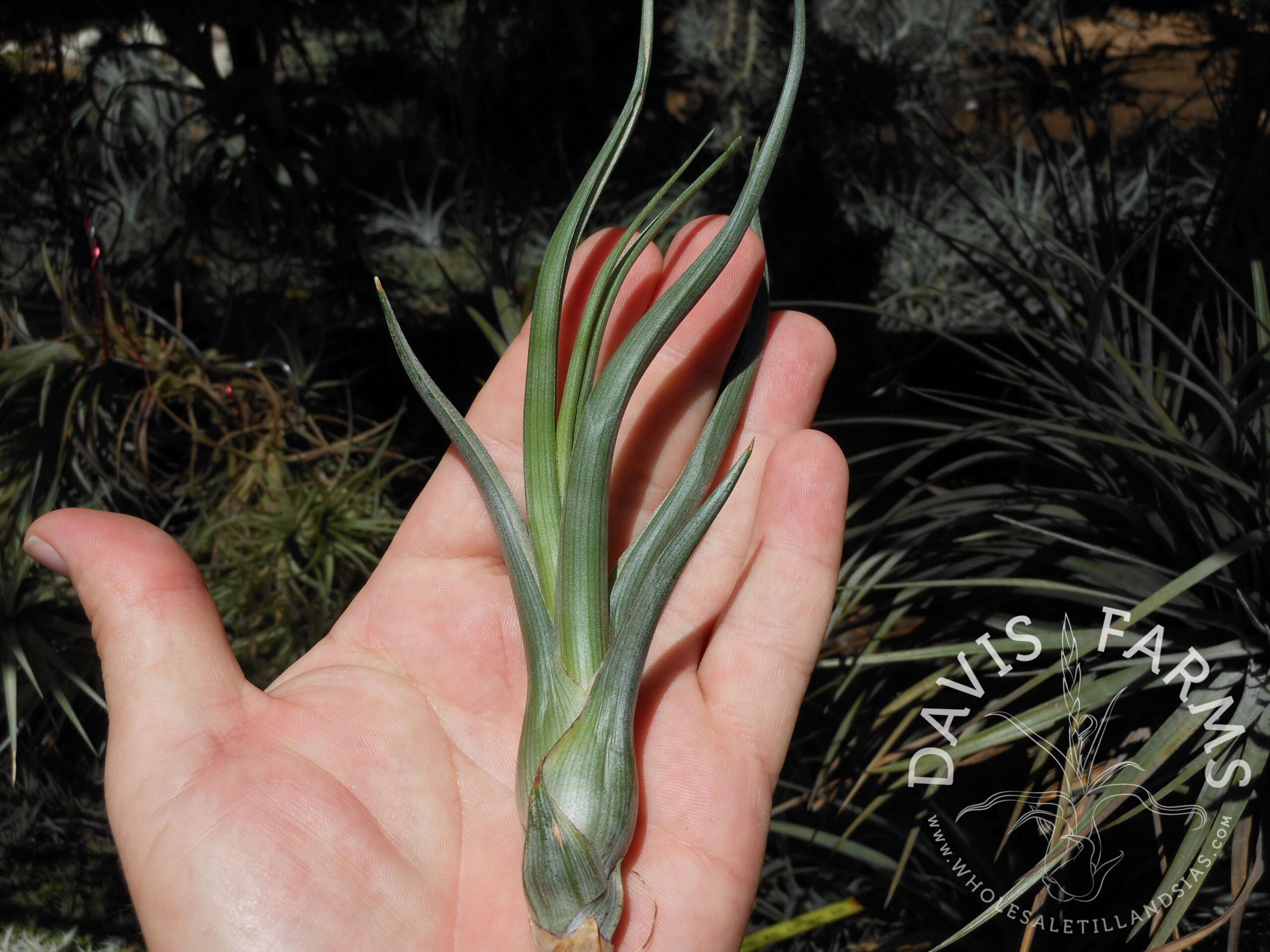 Tillandsia pseudobaileyi
