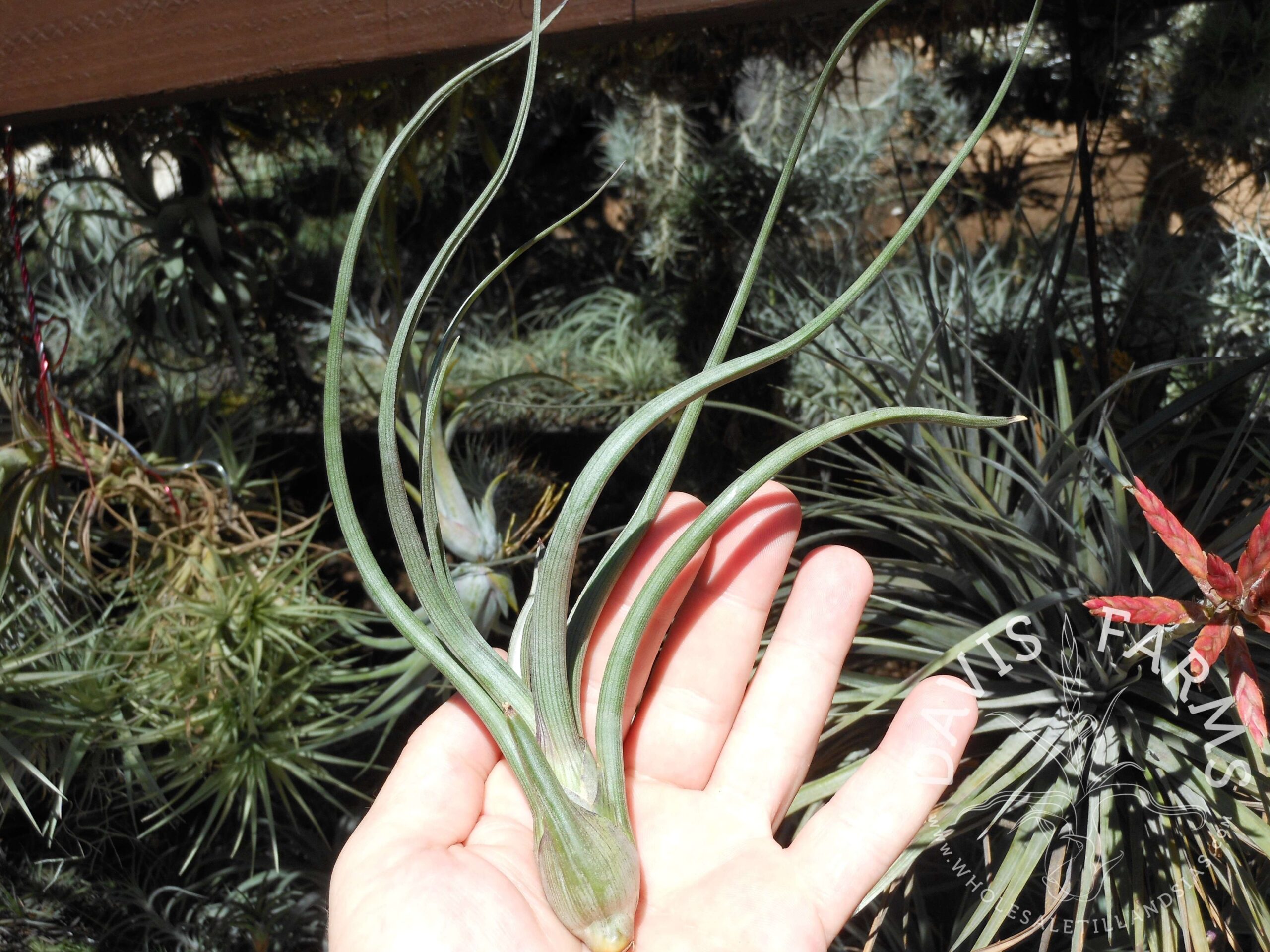 Tillandsia pseudobaileyi
