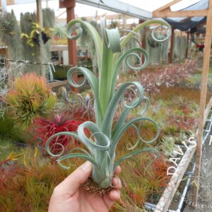 Tillandsia curly slim (T. intermedia x streptophylla)