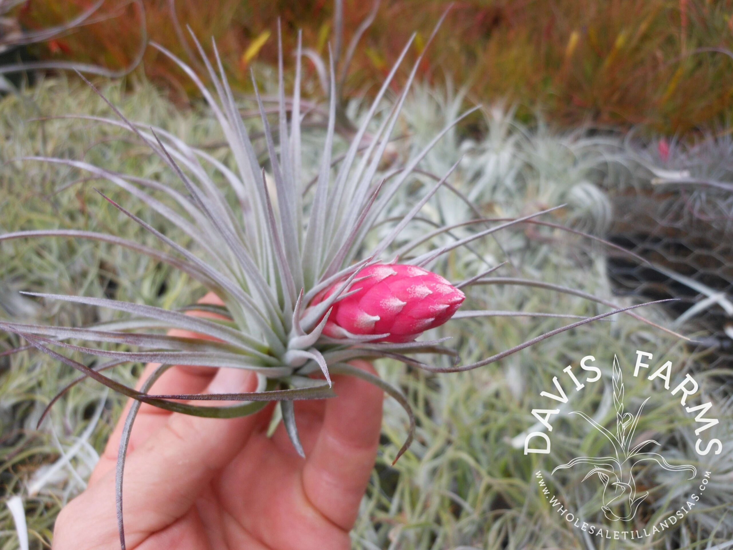 Tillandsia Houston red princess