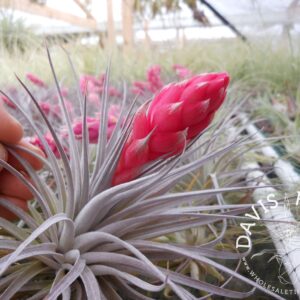 Tillandsia Houston red princess