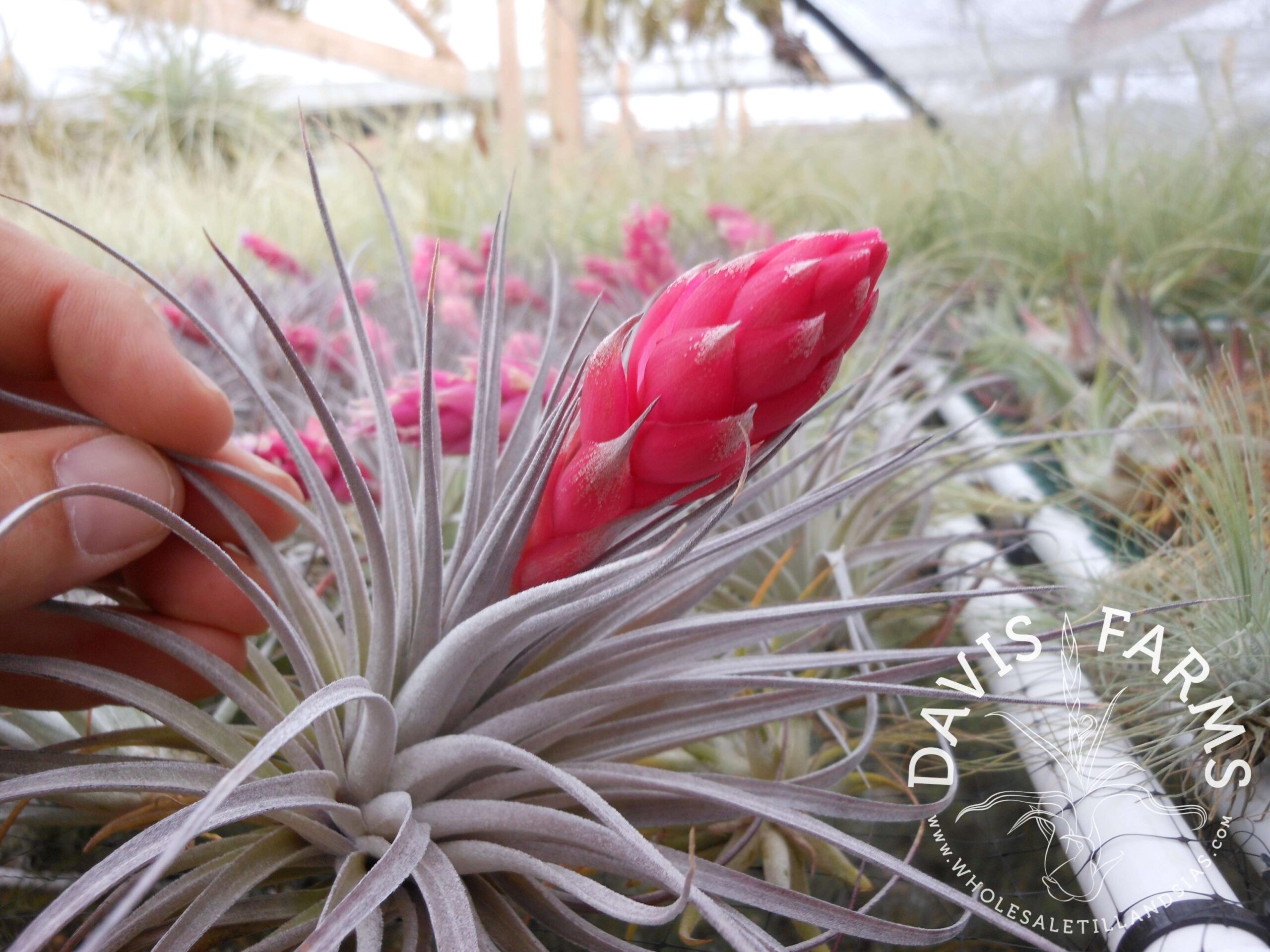 Tillandsia Houston red princess
