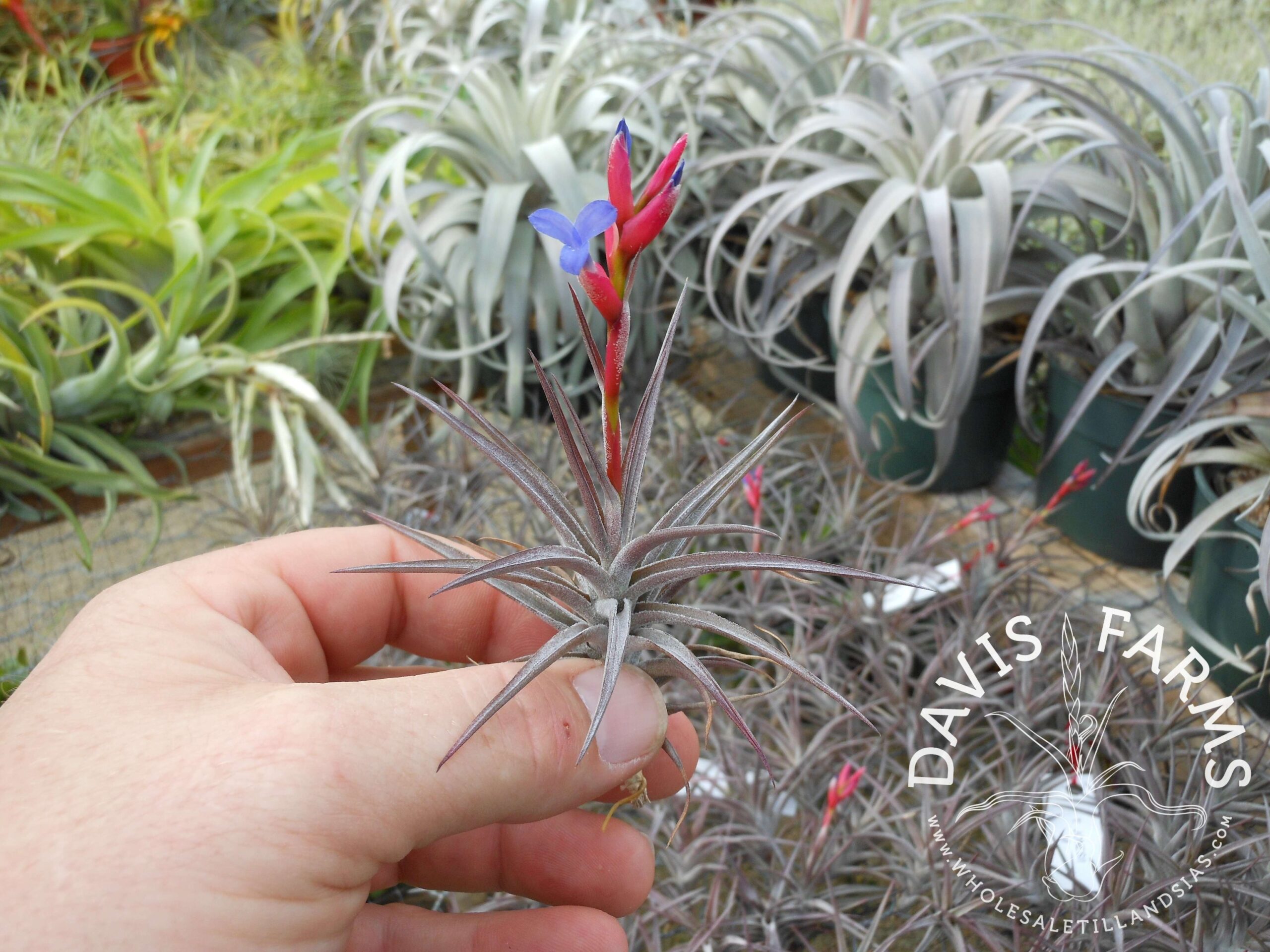 Tillandsia jonesii