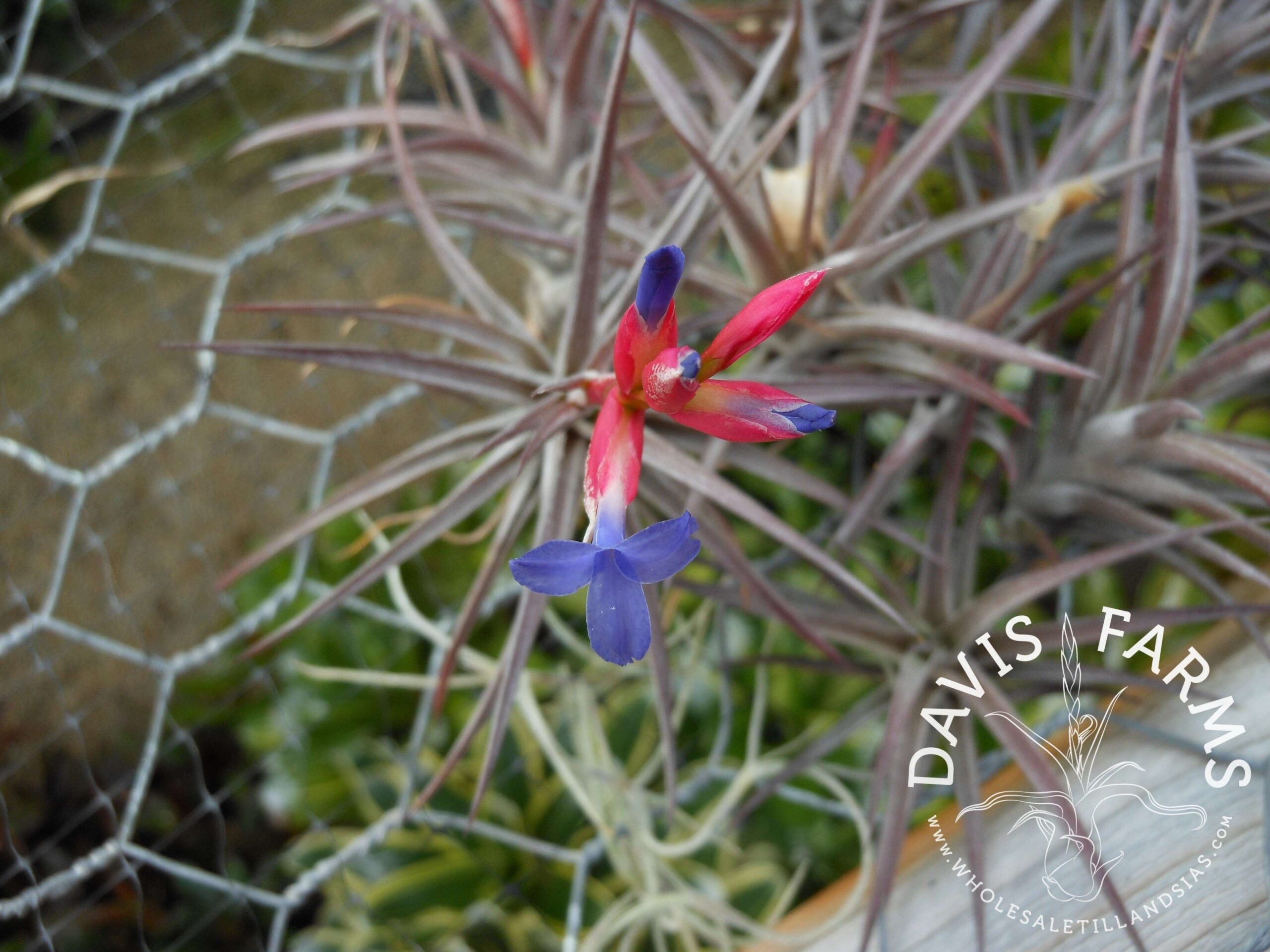 Tillandsia jonesii