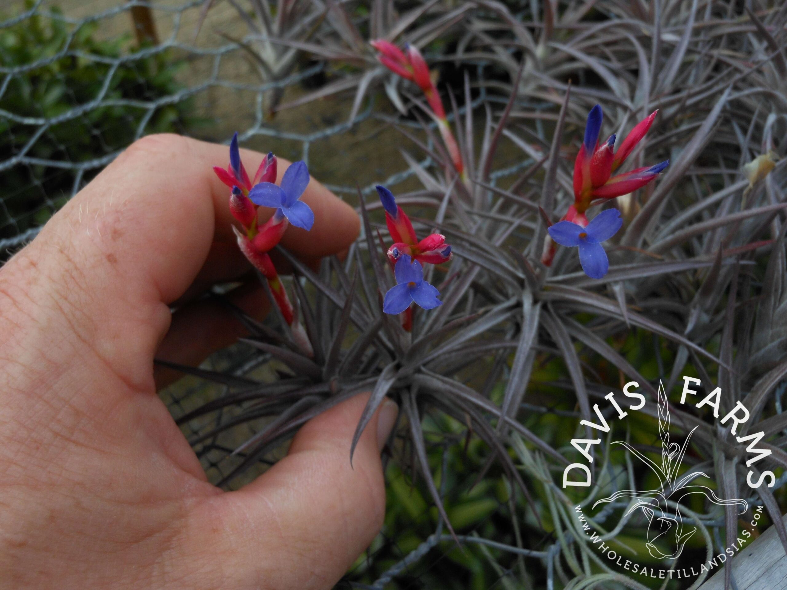 Tillandsia jonesii