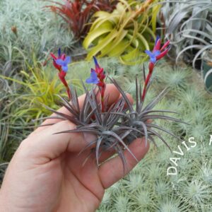 Tillandsia jonesii