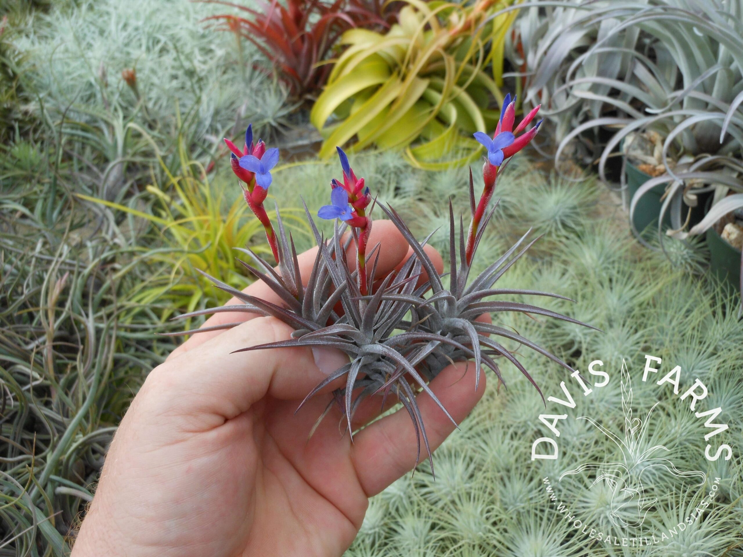 Tillandsia jonesii