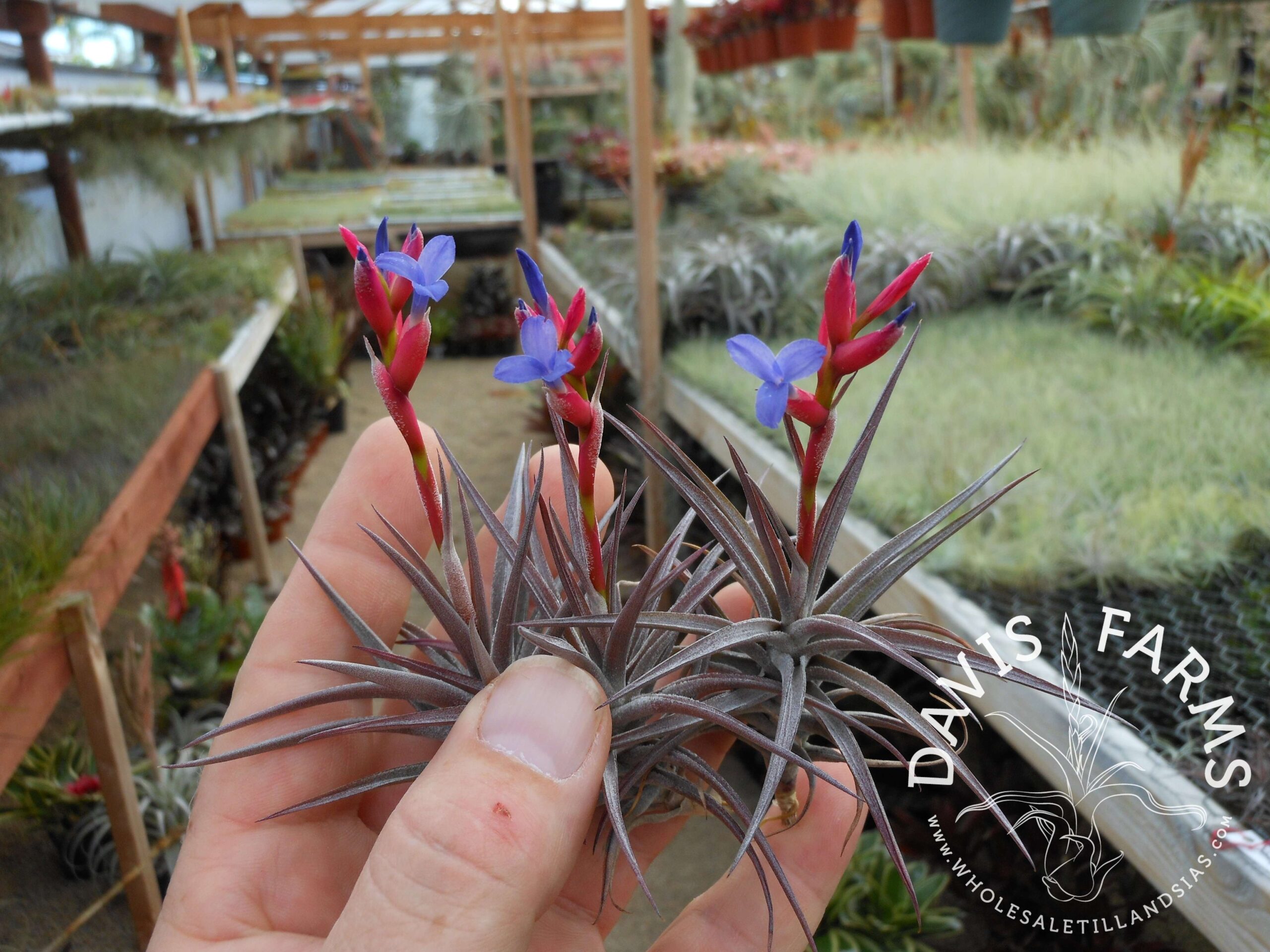 Tillandsia jonesii