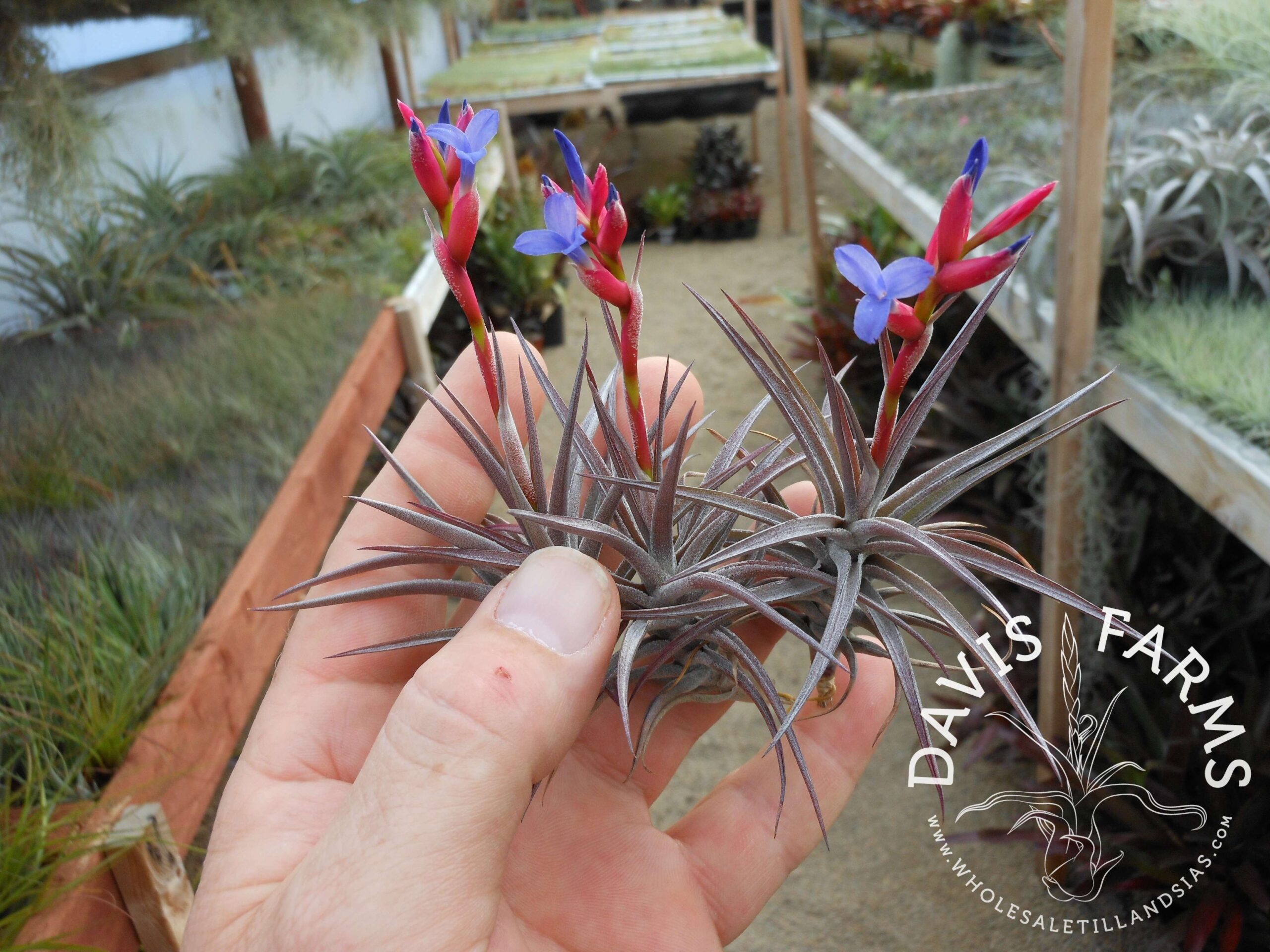 Tillandsia jonesii