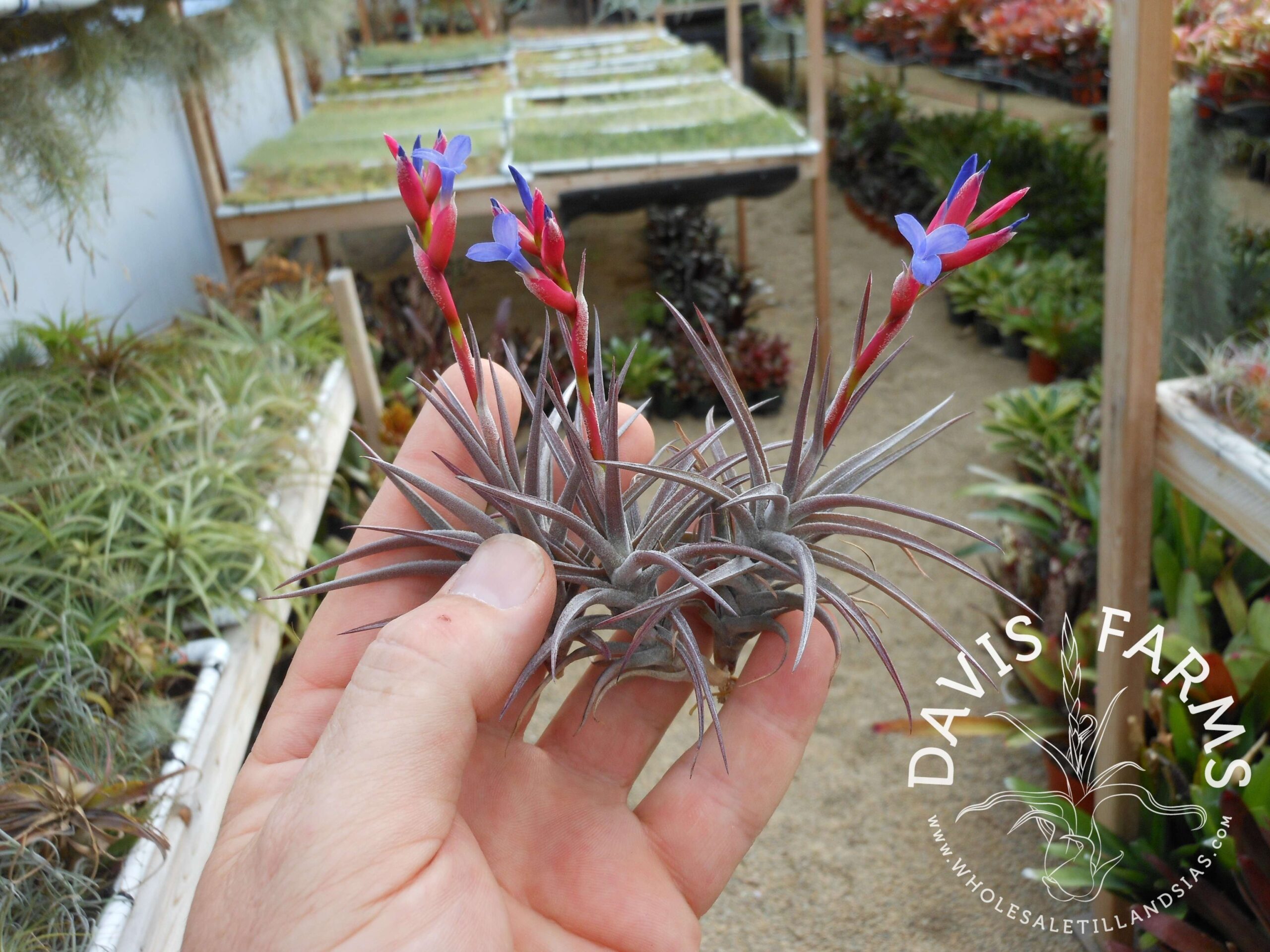 Tillandsia jonesii