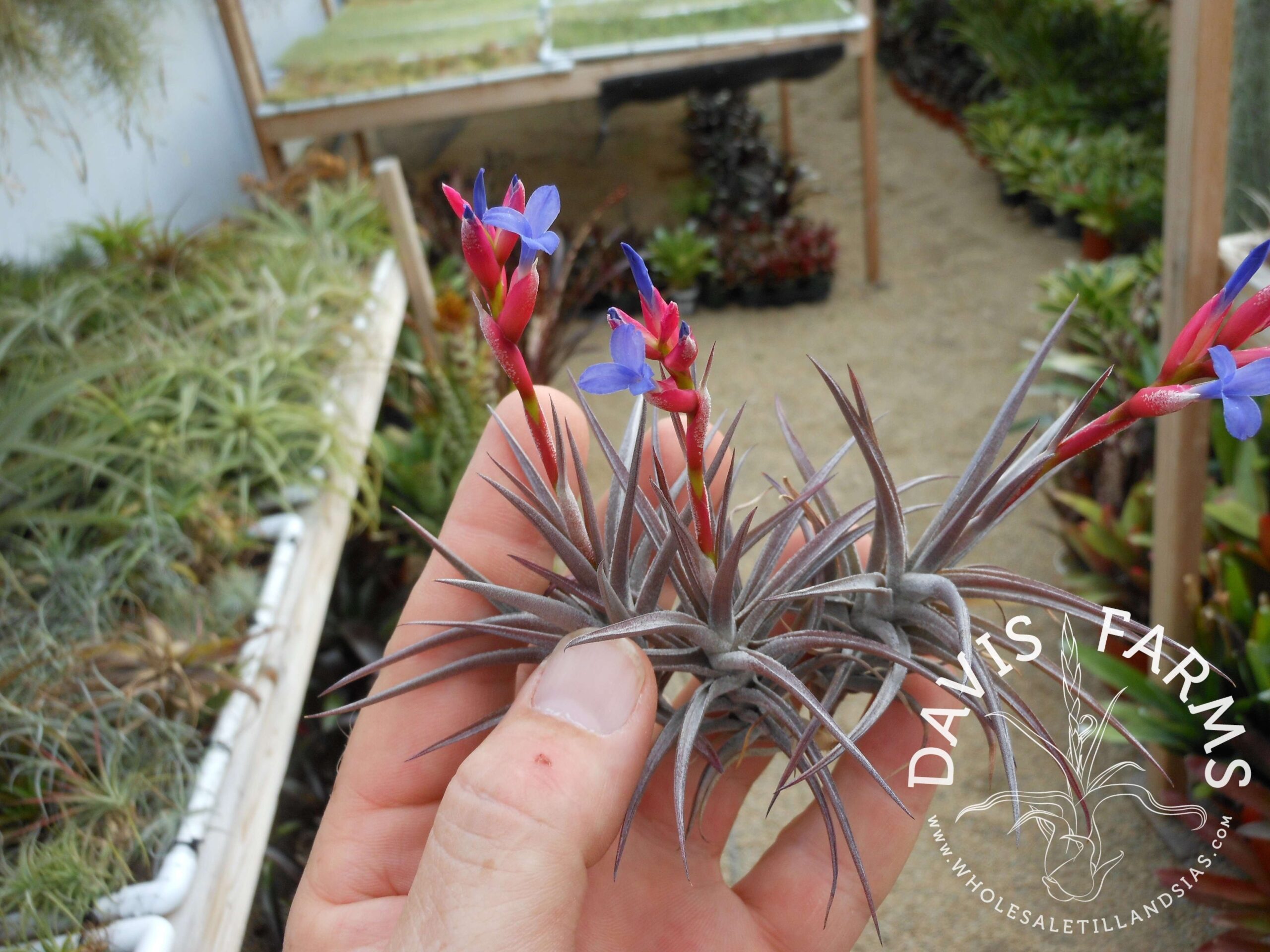 Tillandsia jonesii