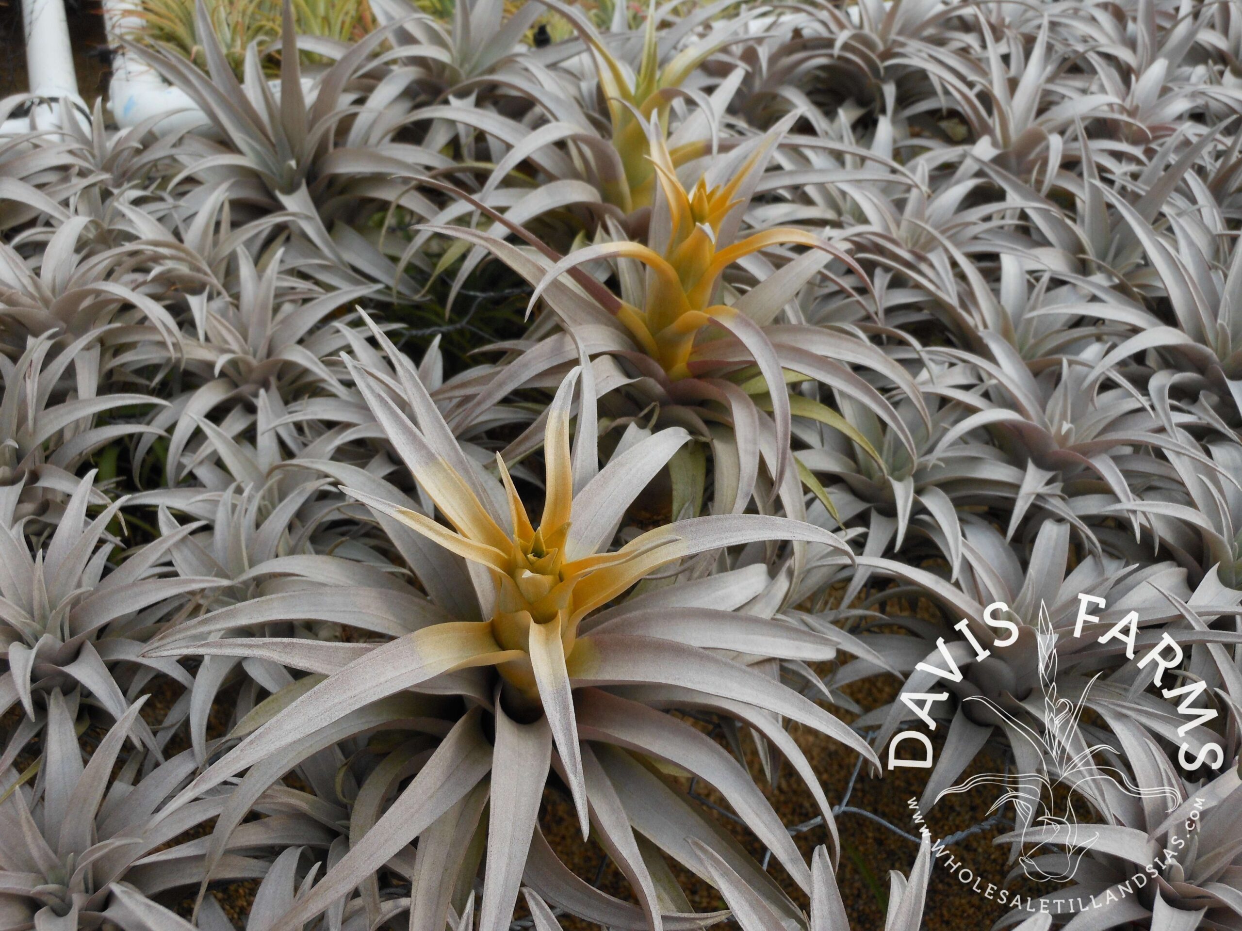 Tillandsia capitata dwarf yellow