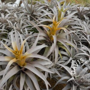 Tillandsia capitata dwarf yellow