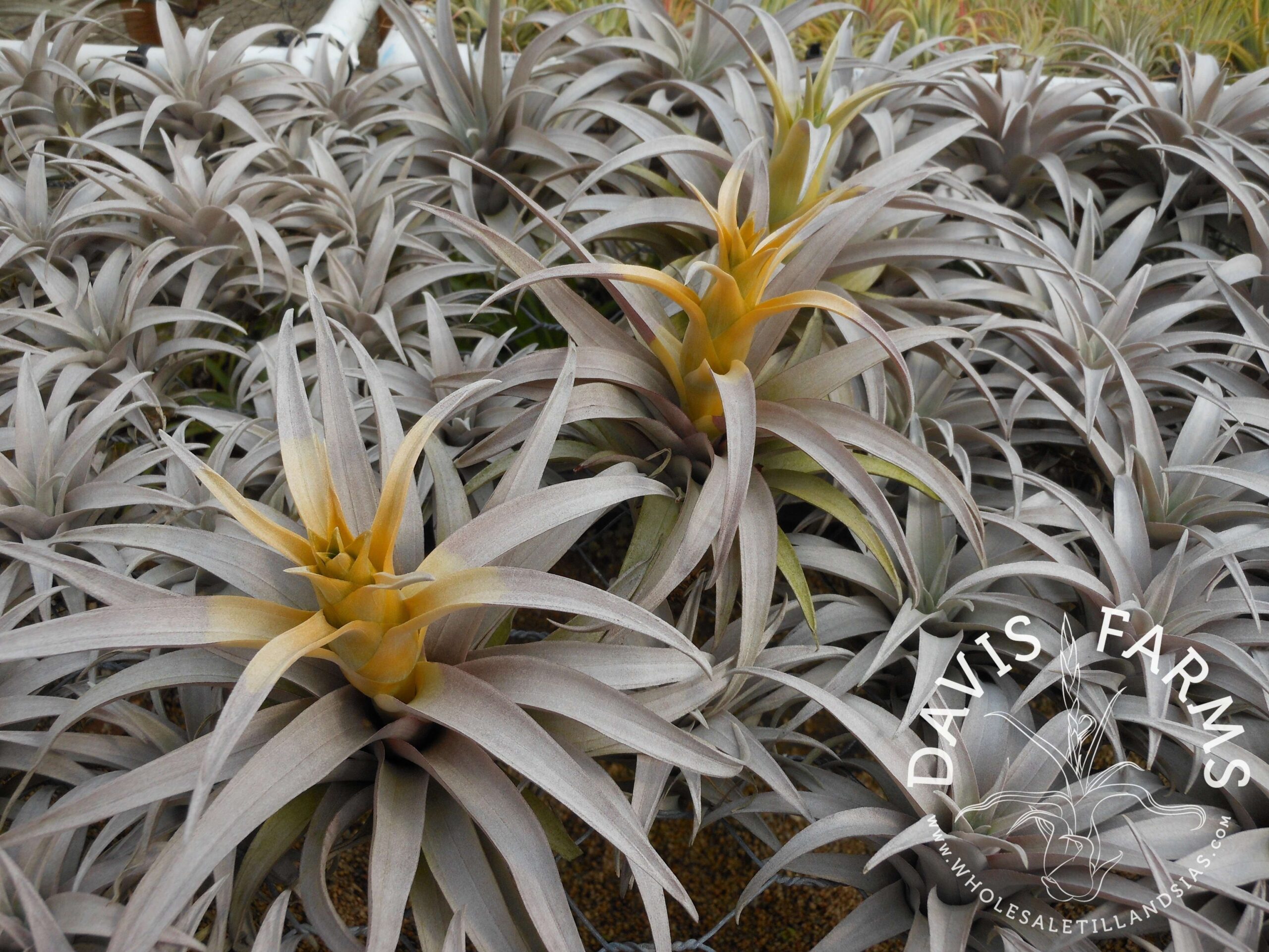 Tillandsia capitata dwarf yellow