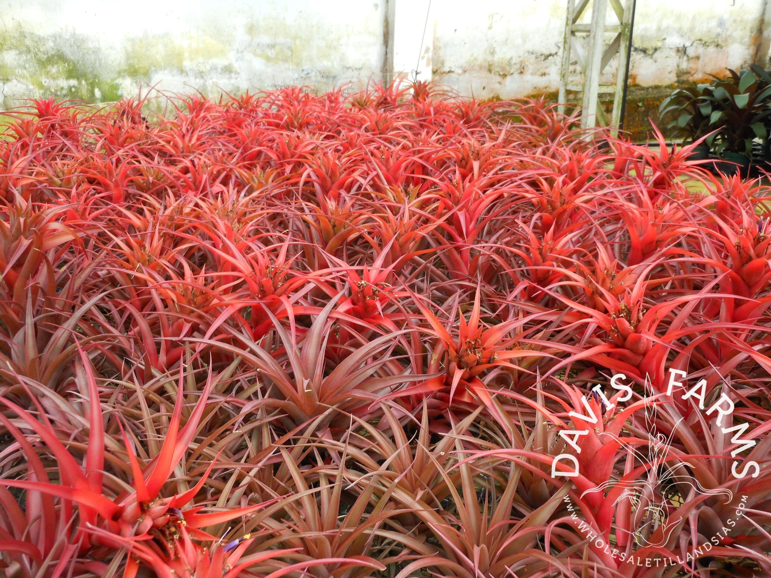 Tillandsia capitata red Coral