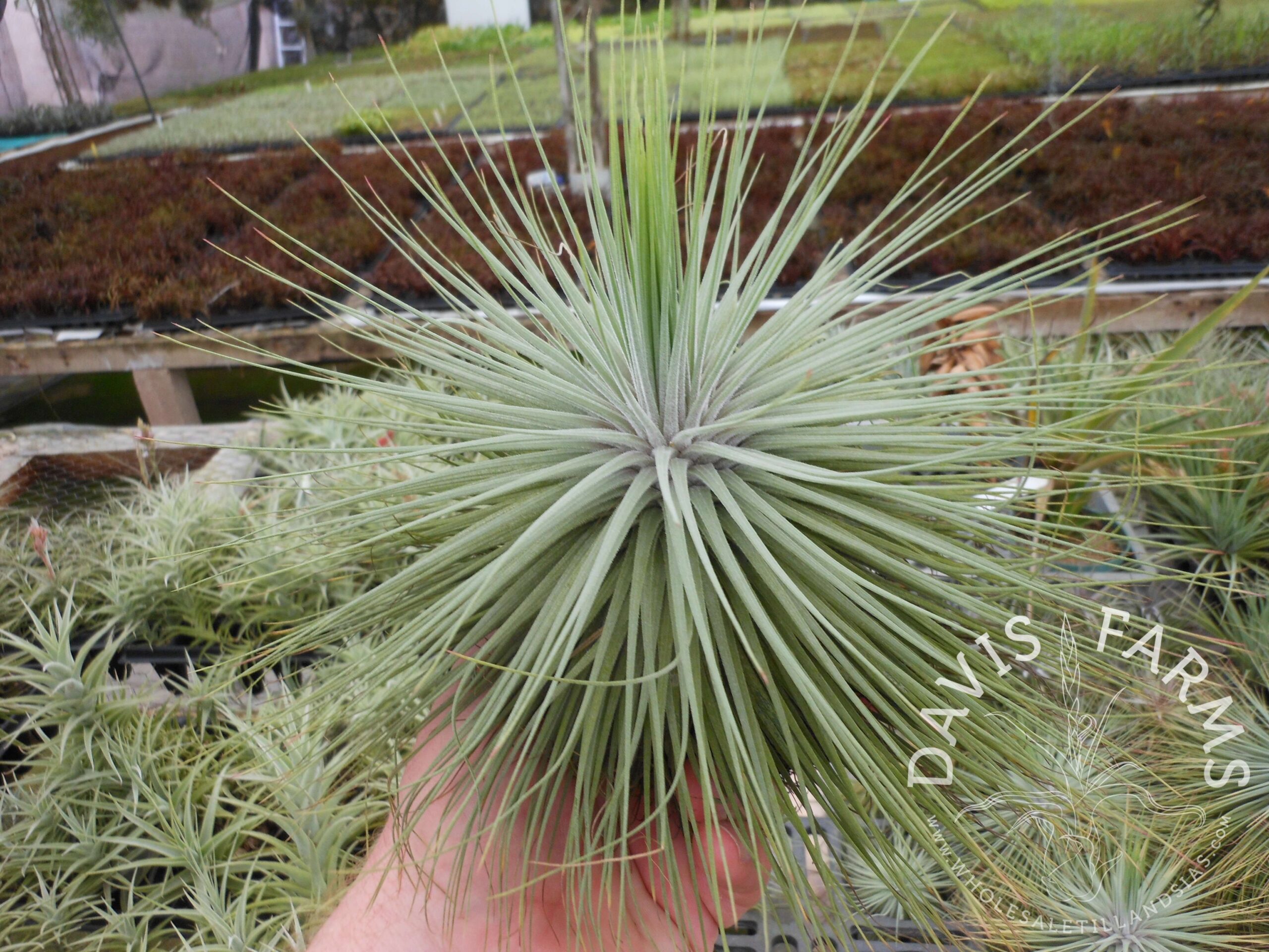 Tillandsia magnusiana