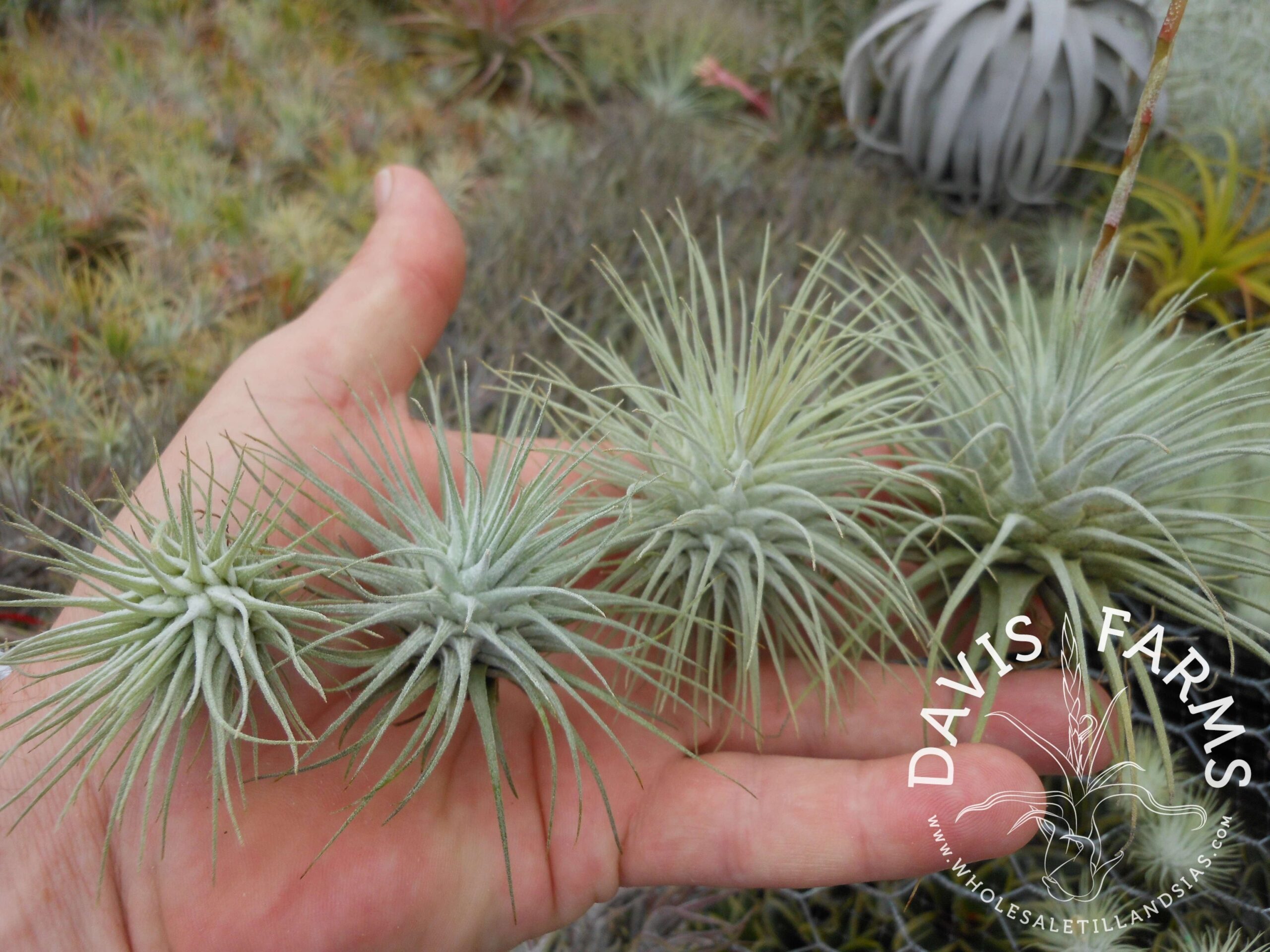 Tillandsia fuchsii var. fuchsii (Mexico)