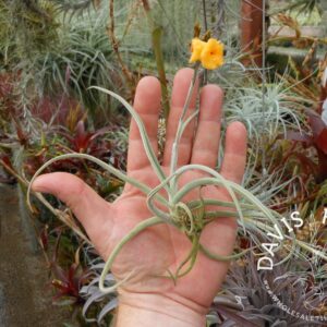 Tillandsia crocata copper penny (Orange Fragrant Flower)