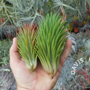 Tillandsia ionantha hand gernade