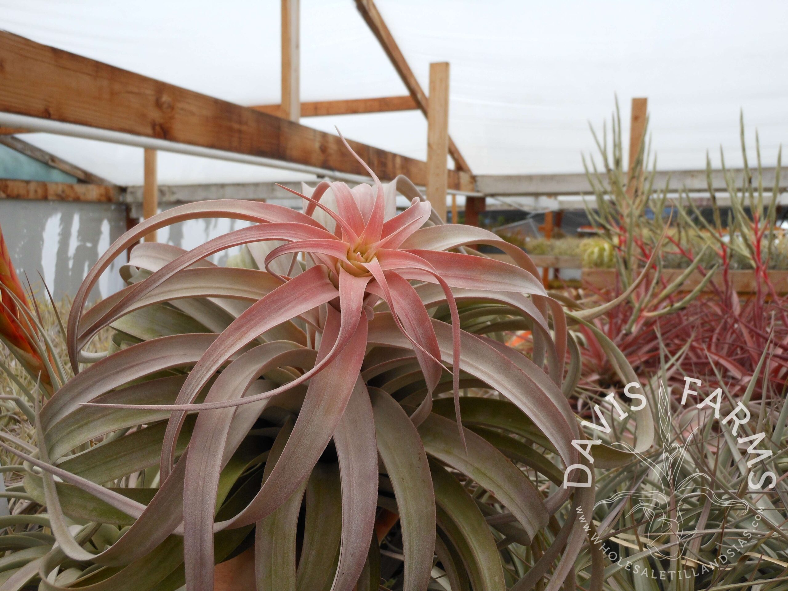 Tillandsia xerographica x brachycaulos