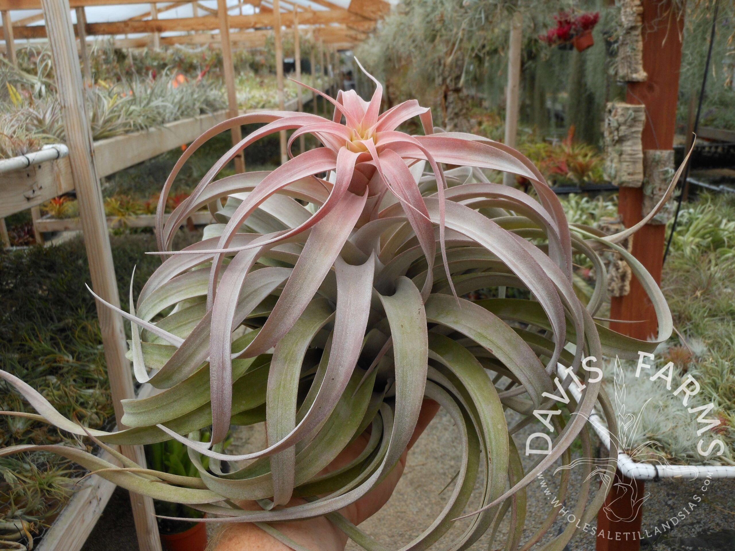 Tillandsia xerographica x brachycaulos
