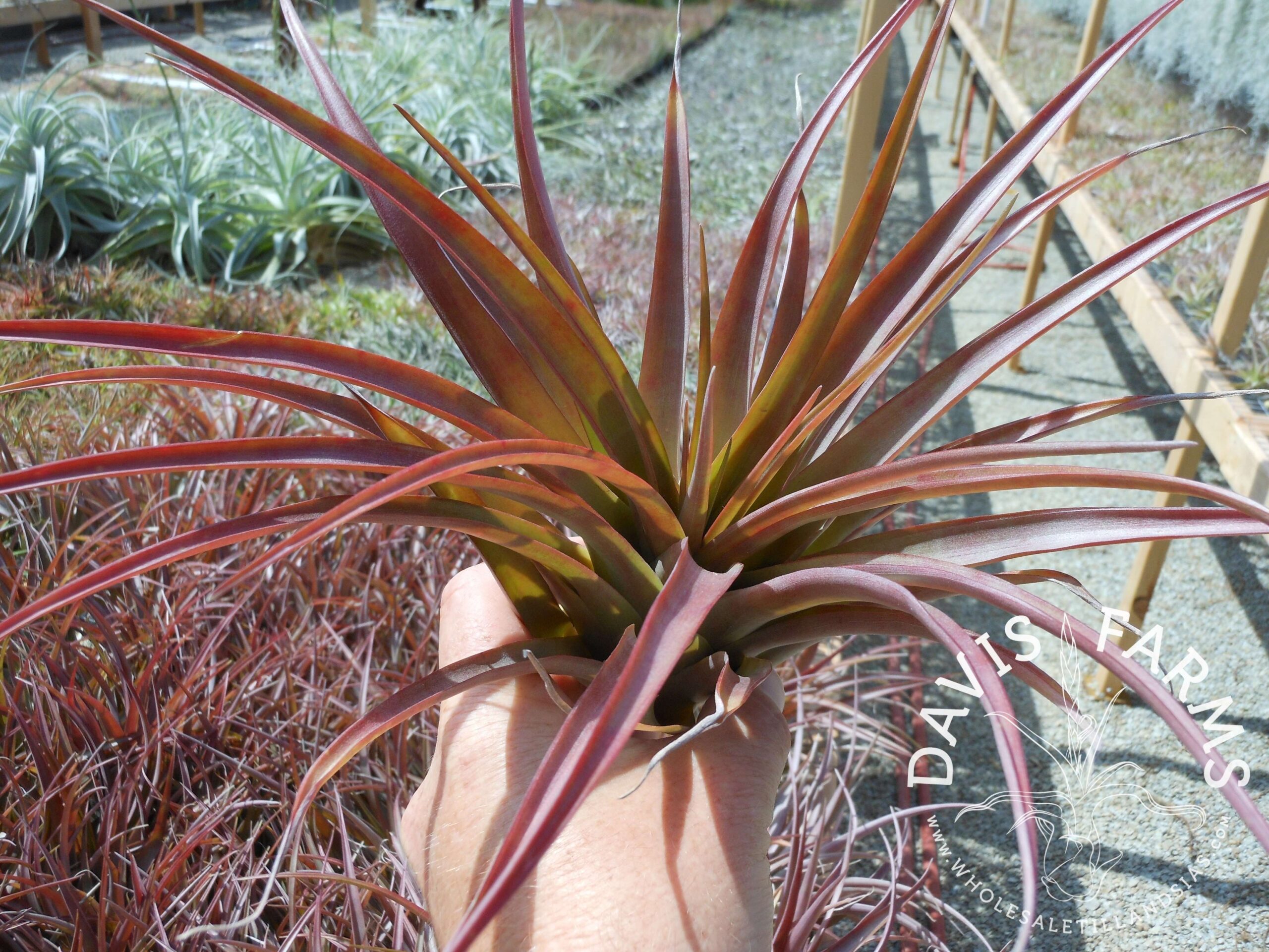 Tillandsia capitata red Coral