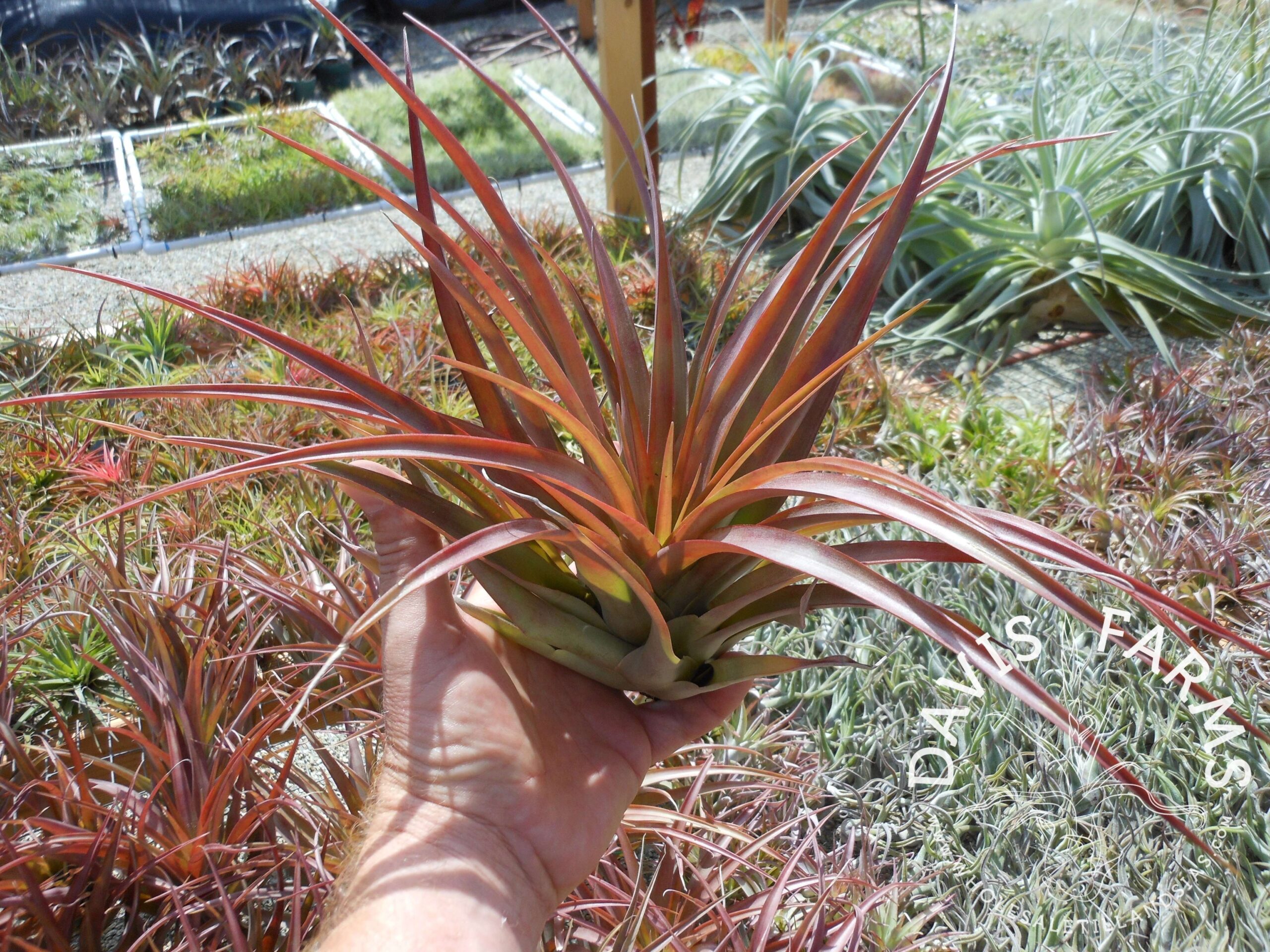 Tillandsia capitata red Coral