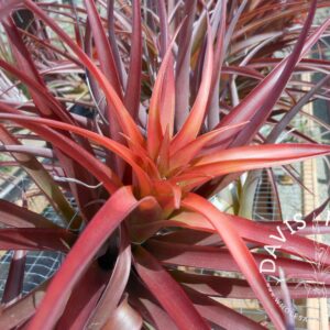 Tillandsia capitata red Coral