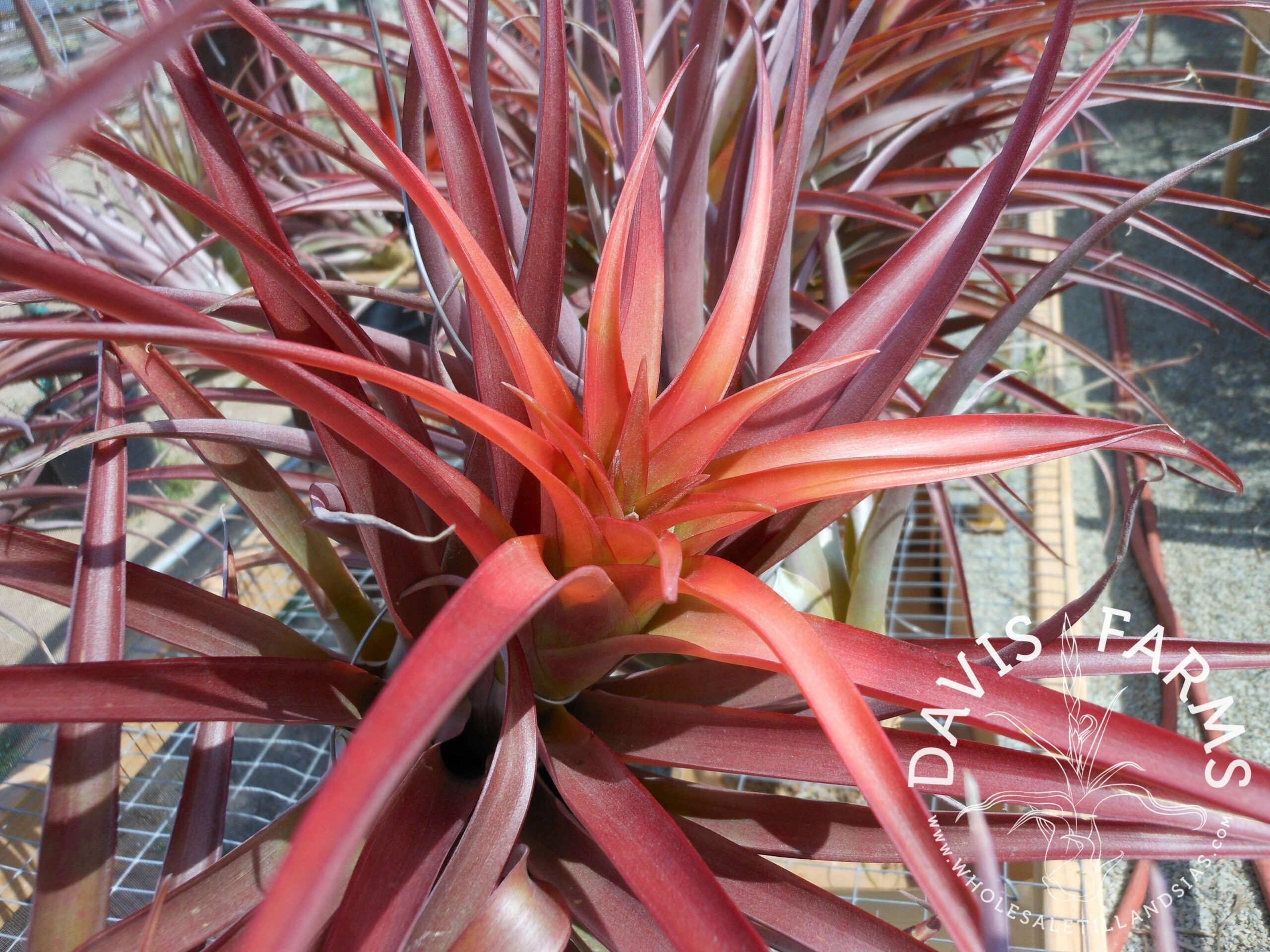 Tillandsia capitata red Coral