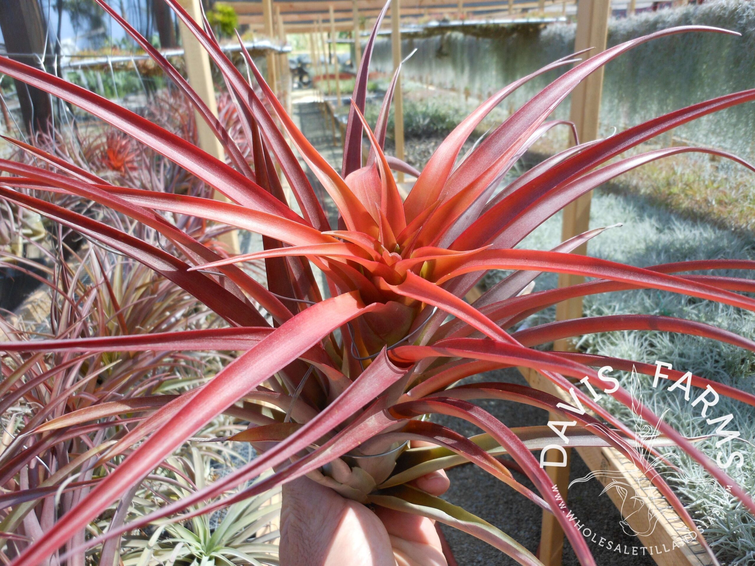 Tillandsia capitata red Coral