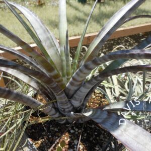 Tillandsia hildae