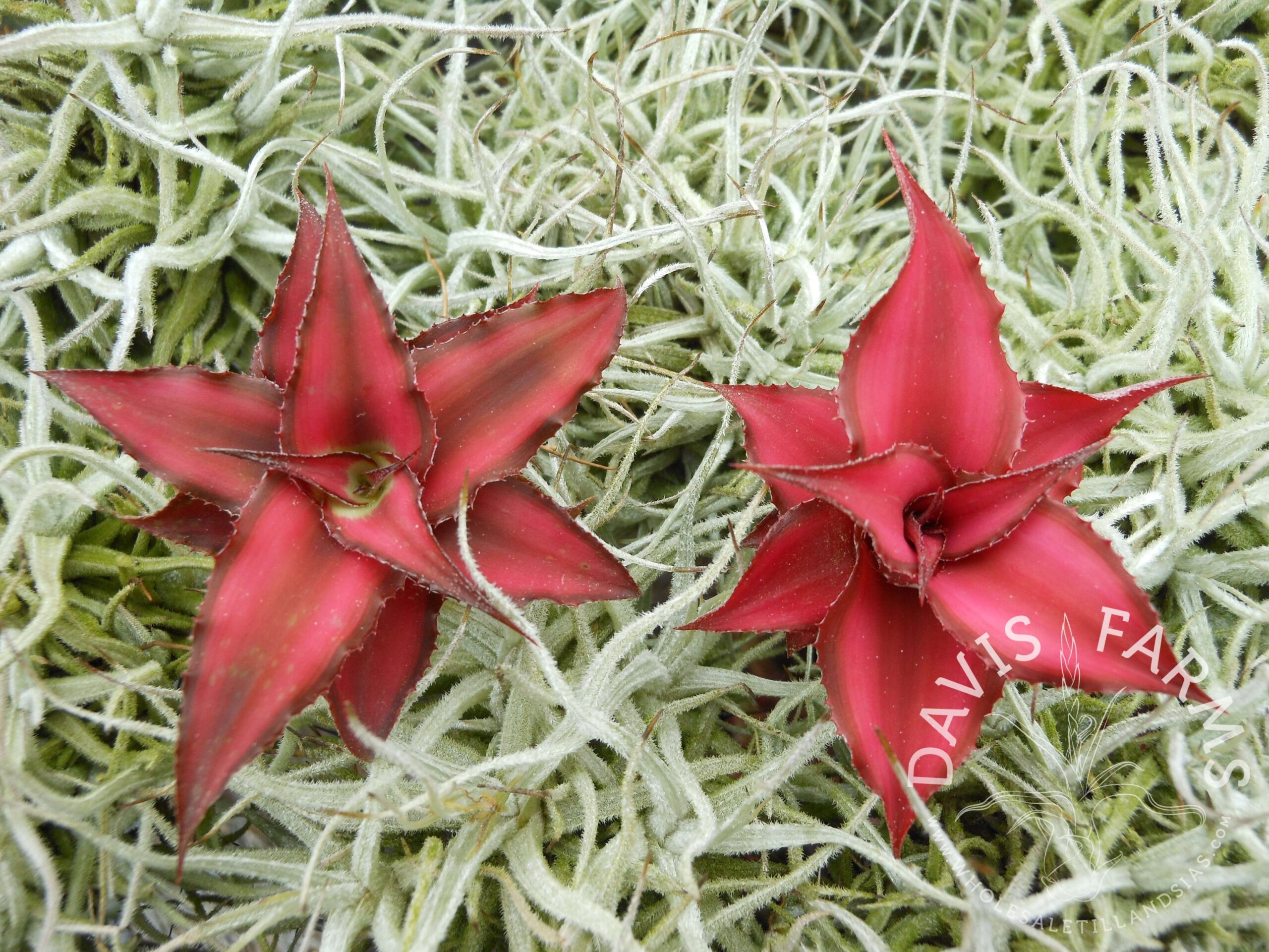 Cryptanthus Red Star