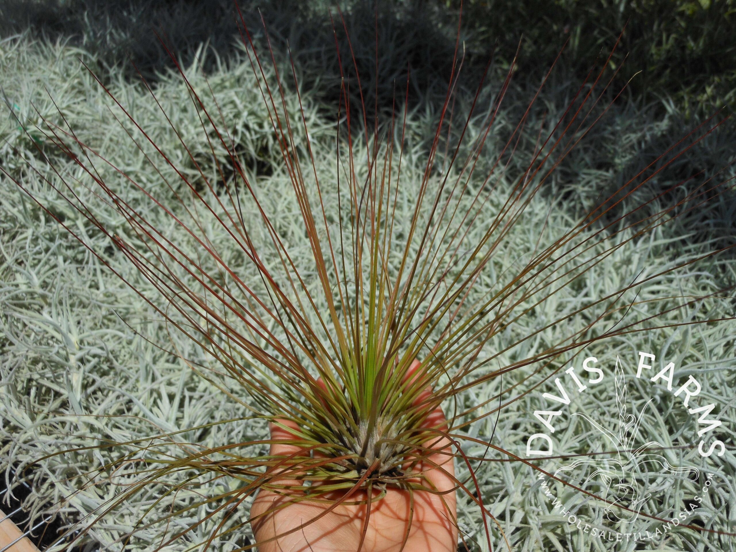 Tillandsia juncifolia red hybrid