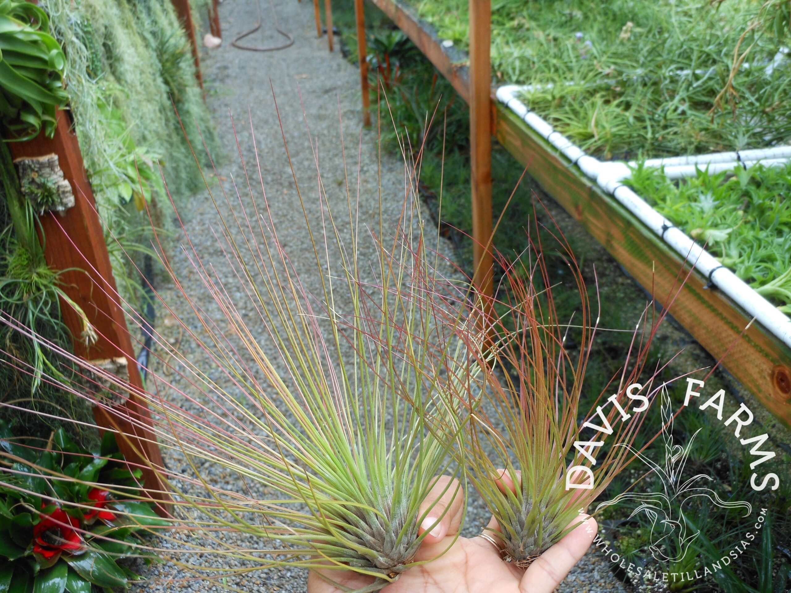 Tillandsia juncifolia red hybrid