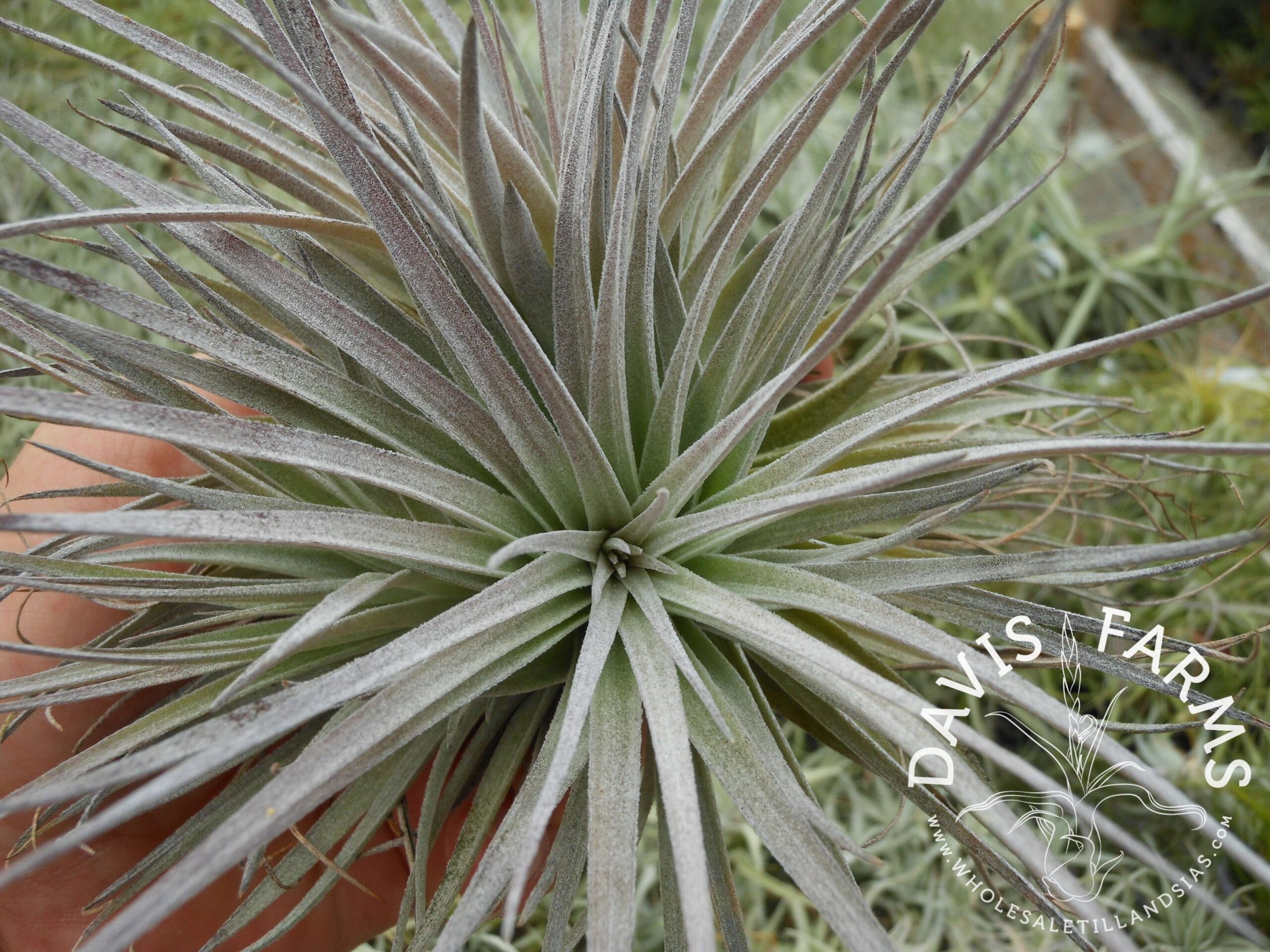 Tillandsia Houston red princess